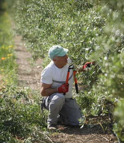 agricultor podando olivo de jaen